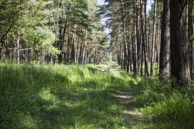 Çam ormanı içinde güneşli yaz gün