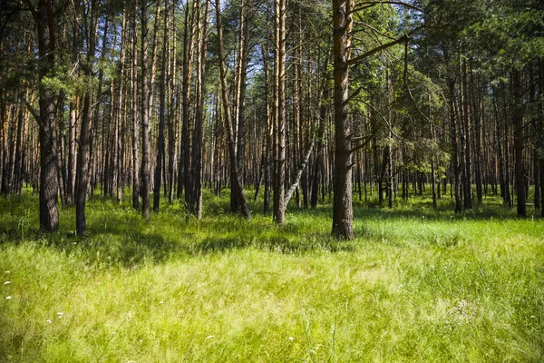 Tallskogen i solig sommardag — Stockfoto