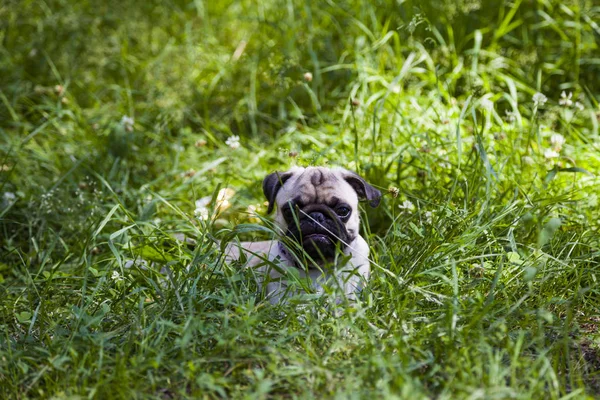 Pug köpek yeşil çim üzerinde yalan — Stok fotoğraf