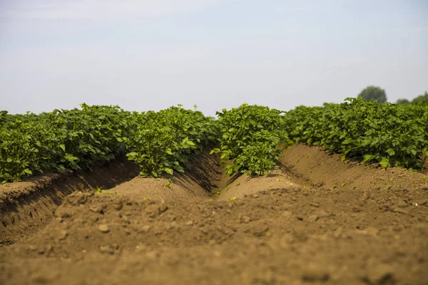 Champ de pommes de terre par une journée ensoleillée d'été. — Photo