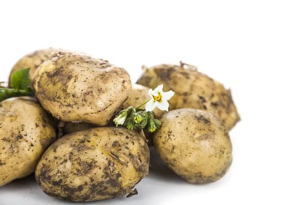 Råpotatis isolerad på vit bakgrund — Stockfoto