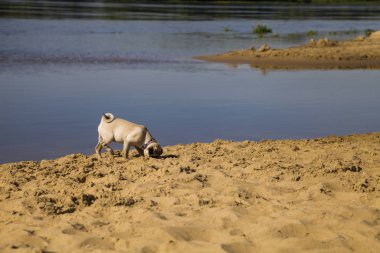 Köpek pug Nehri yakınında kumlu plajda yürüyor.