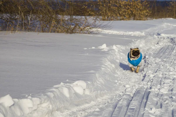 Kış aylarında karla kaplı yolda çalışan köpek. — Stok fotoğraf