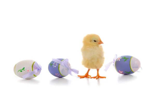 Pluizig weinig gele kip en Pasen eieren op een witte CHTERGRO — Stockfoto