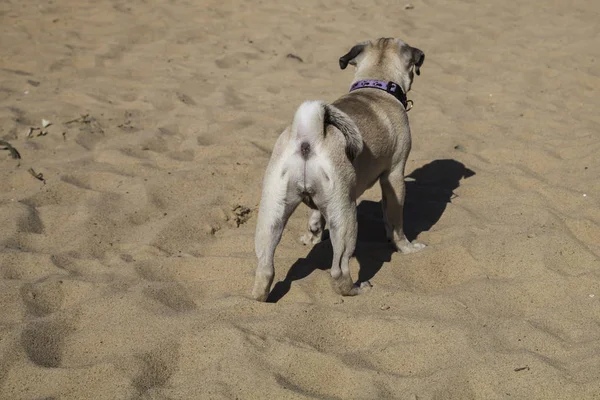 Dog pug caminha na praia de areia perto do rio . — Fotografia de Stock