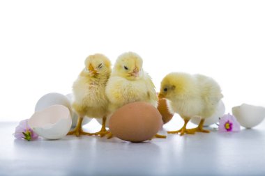 Kabarık küçük sarı tavuk ve Paskalya yumurta üzerinde beyaz bir backgro