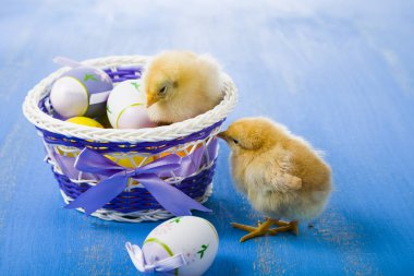 Kabarık küçük sarı tavuk ve Paskalya yumurta üzerinde mavi bir ahşap b