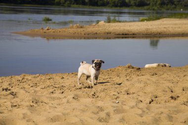 Köpek pug Nehri yakınında kumlu plajda yürüyor.