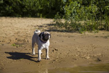 Köpek pug Nehri yakınında kumlu plajda yürüyor.
