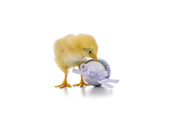 Pluizig weinig gele kip en Pasen eieren op een witte CHTERGRO — Stockfoto