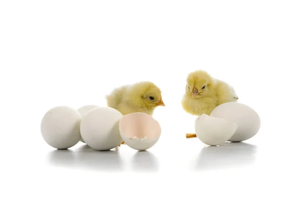 Пушистые маленькие желтые цыплята и пасхальные яйца на белой спине — стоковое фото