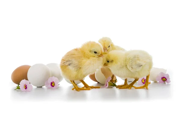 Flauschige kleine gelbe Hühner und Ostereier auf weißem Rücken — Stockfoto