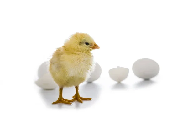 Pluizig weinig gele kip en Pasen eieren op een witte CHTERGRO — Stockfoto