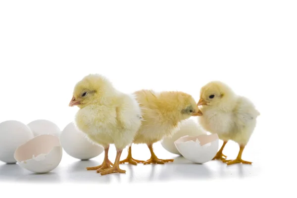 Petits poulets jaunes moelleux et oeufs de Pâques sur un fond blanc — Photo