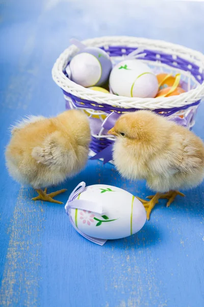 Pluizig weinig gele kippen en Pasen eieren op een blauwe houten b — Stockfoto
