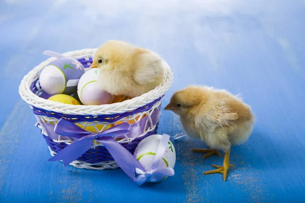 Pluizig weinig gele kippen en Pasen eieren op een blauwe houten b — Stockfoto