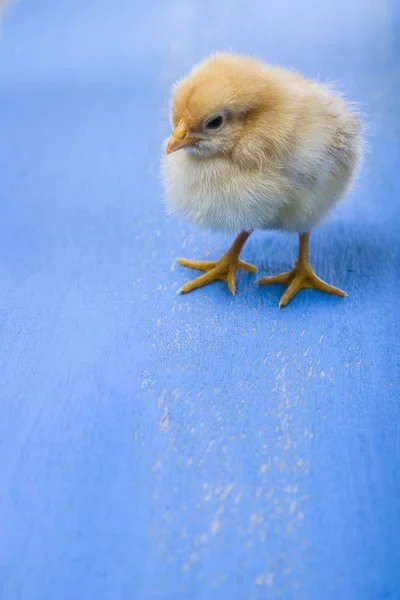 Fluffy little yellow chicken on a blue wooden background.