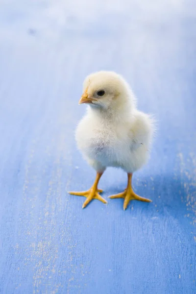 Pequeño pollo amarillo esponjoso sobre un fondo de madera azul . —  Fotos de Stock