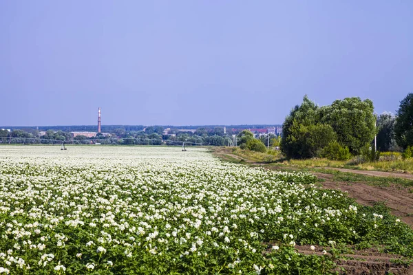 Kvetoucí pole brambor za slunečného letního dne. — Stock fotografie