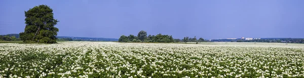 Panorama. Kvetoucí pole brambor za slunečného letního dne. — Stock fotografie