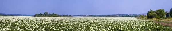 Panorama. Blühendes Kartoffelfeld an einem sonnigen Sommertag. — Stockfoto