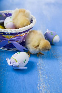 Kabarık küçük sarı tavuk ve Paskalya yumurta üzerinde mavi bir ahşap b