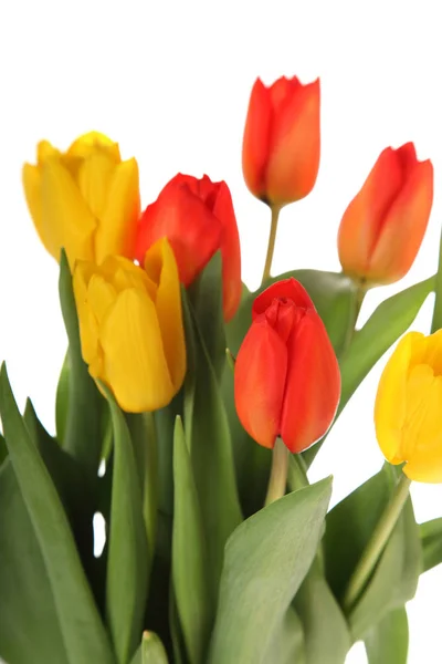 Strauß Tulpen auf weißem Hintergrund. — Stockfoto