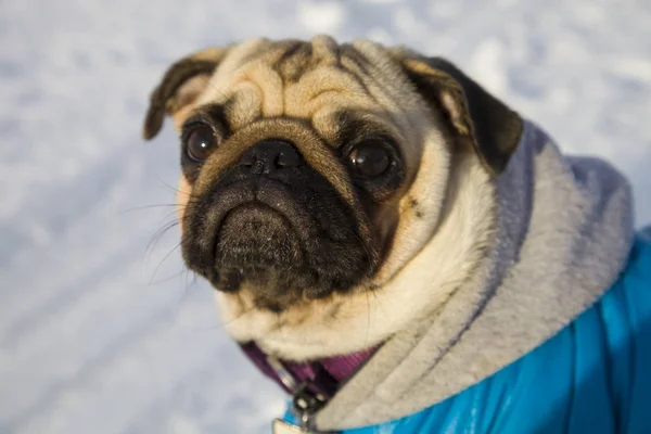 Portréja egy kutya, télen. Mopsz öltözve kék overall. — Stock Fotó