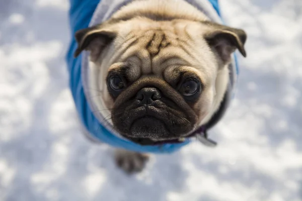 Portrait of a dog in winter. Pug dressed in blue overalls. — Stock Photo, Image