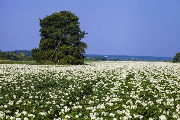 日当たりの良い夏の日に咲くのジャガイモ畑. — ストック写真
