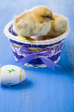 Kabarık küçük sarı tavuk ve Paskalya yumurta üzerinde mavi bir ahşap b
