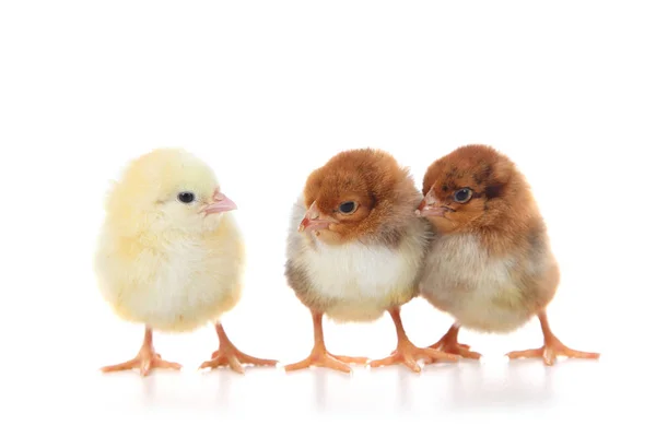 Tres pollitos esponjosos sobre un fondo blanco . — Foto de Stock