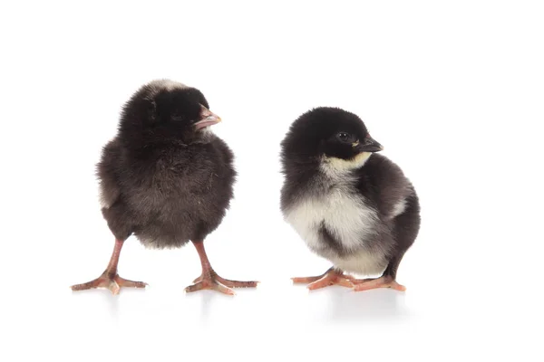 Zwei flauschige kleine schwarze Hühner auf weißem Hintergrund. — Stockfoto