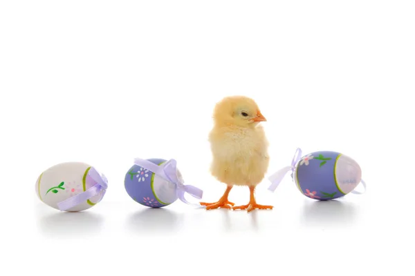 Pluizig weinig gele kip en Pasen eieren op een witte CHTERGRO — Stockfoto