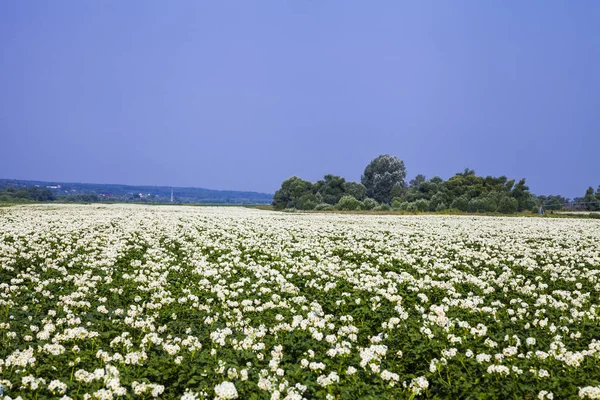 Blühendes Kartoffelfeld an einem sonnigen Sommertag. — Stockfoto