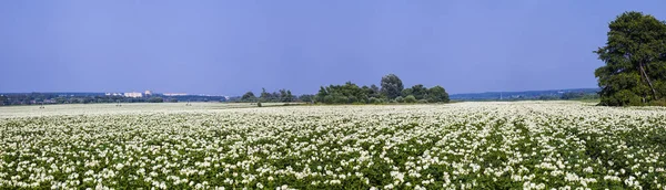 パノラマ。日当たりの良い夏の日に咲くのジャガイモ畑. — ストック写真