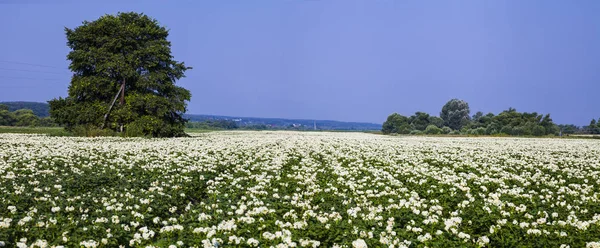 Panorama. Blühendes Kartoffelfeld an einem sonnigen Sommertag. — Stockfoto