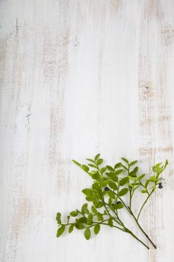 bir dalda yaban mersini 