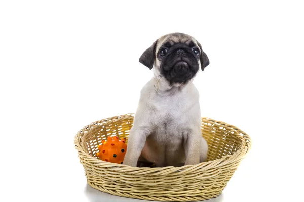 Cucciolo carlino si siede in un cesto — Foto Stock