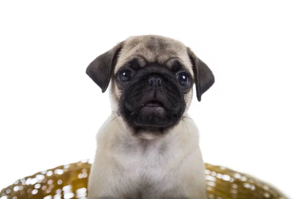 Filhote de cachorro senta-se em uma cesta — Fotografia de Stock