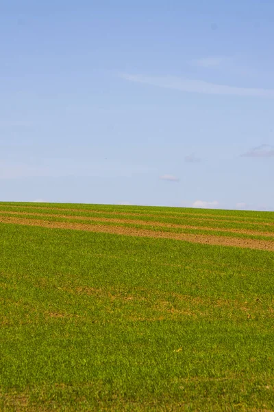 Grönt fält på en sommardag. — Stockfoto