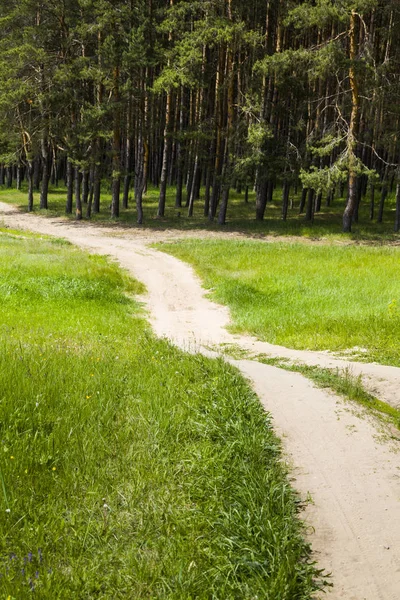 Деревенская дорога рядом с сосновым лесом — стоковое фото