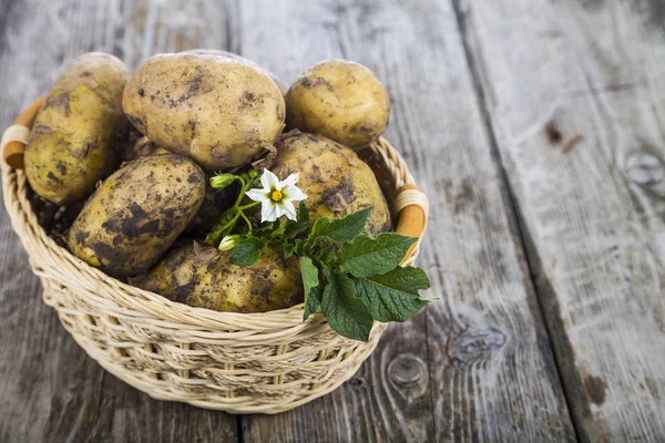 Råpotatis i en korg — Stockfoto