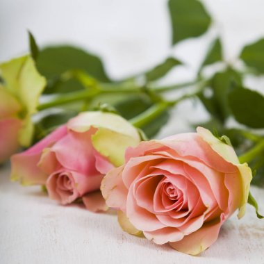 Ahşap arka planda pembe güller.