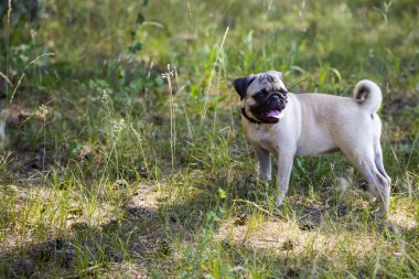 Hem de bir yürüyüşe köpek ırkları.  