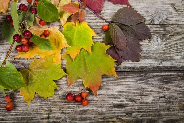 Autumn maple leaves and apples — Stock Photo, Image