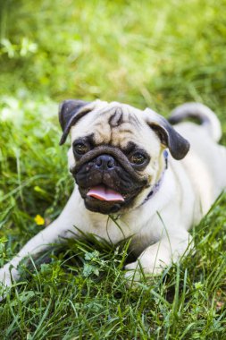 Hem de bir yürüyüşe köpek ırkları