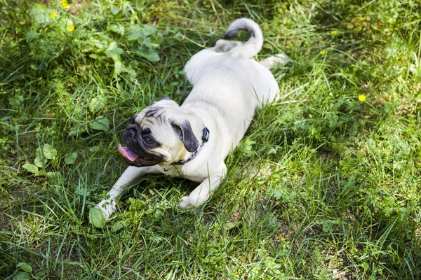 Pies rasy Mops na spacer — Zdjęcie stockowe