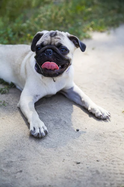 Dog φυλών έναs pug για μια βόλτα. — Φωτογραφία Αρχείου