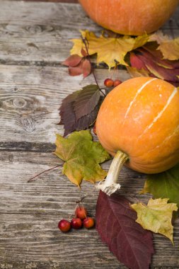 Kabaklar ve sonbahar yaprakları  